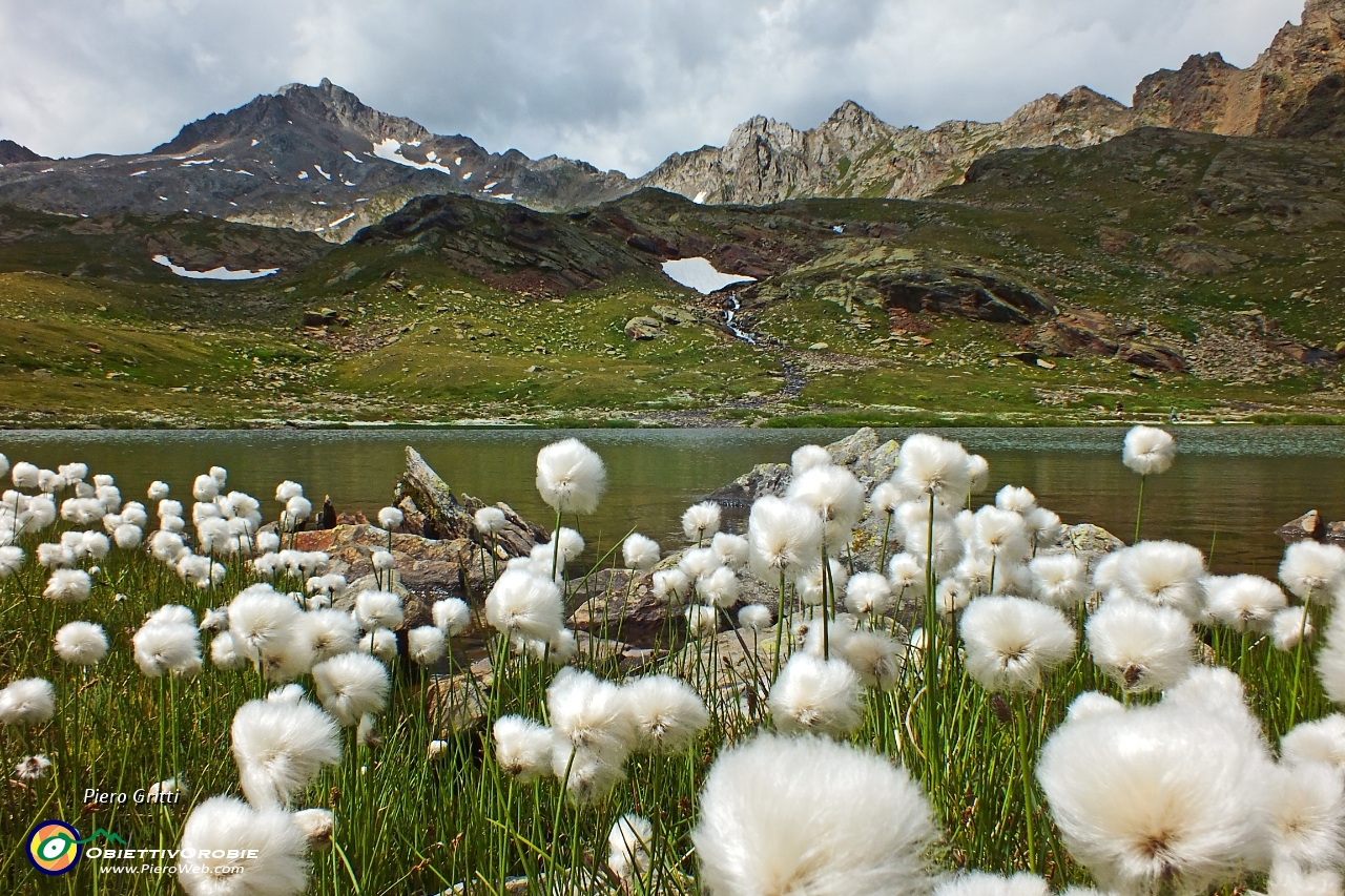 55 Eriofori al Lago d'Ercavallo con vista in Corno Tre Signori.JPG